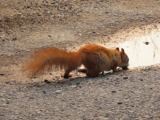 Történések egy pocsolyában: A mókus is szomjas
